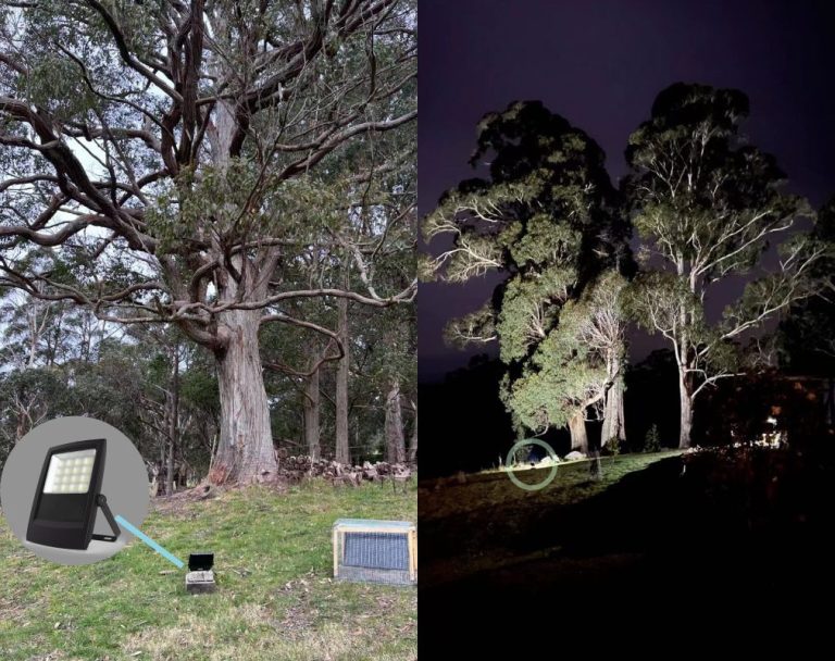 Projecteur VENUS qui éclaire un arbre, vue de jour et de nuit